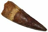 Fossil Spinosaurus Tooth - Real Dinosaur Tooth #355725-1